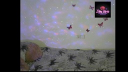 Lillyshowgirl  14-11-2020